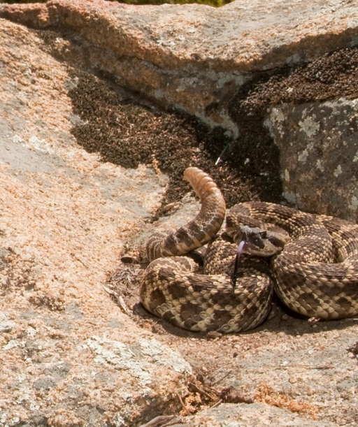 Southern+Pacific+Rattlesnake cover