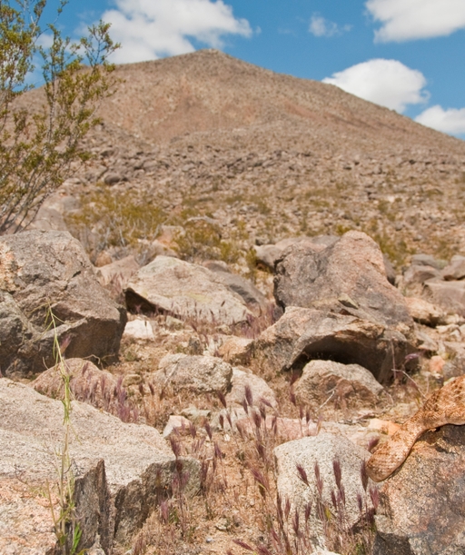 Southwestern+Speckled+Rattlesnake cover