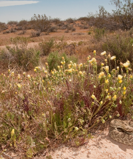 Mojave+Rattlesnake cover
