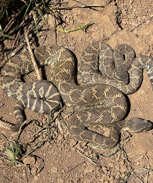 Southern+Pacific+Rattlesnake4 cover