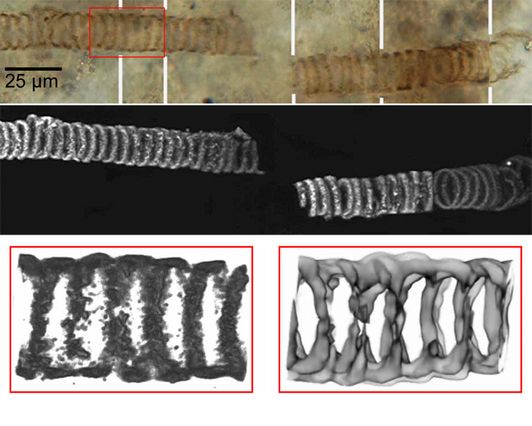 Fossils from Kazakhstan