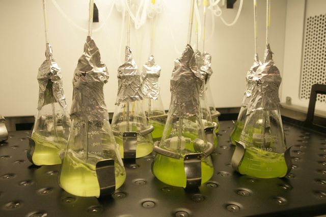 Chlamydomonas algae