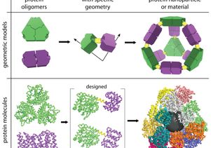 Creating the self-assembling molecular cage