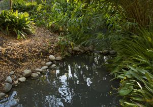 UCLA’s Mildred E. Mathias Botanical Garden