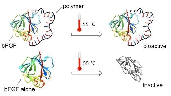 bFGF biological activity