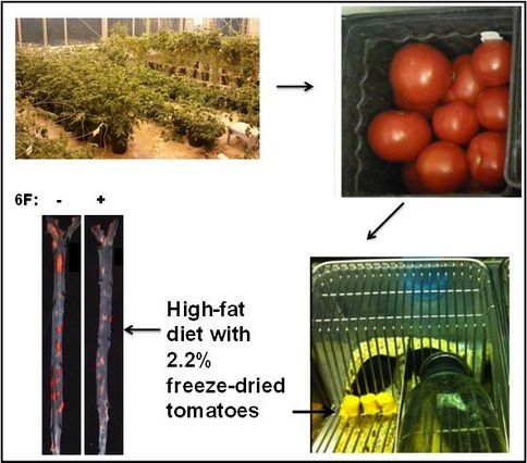 Study with genetically engineered tomatoes