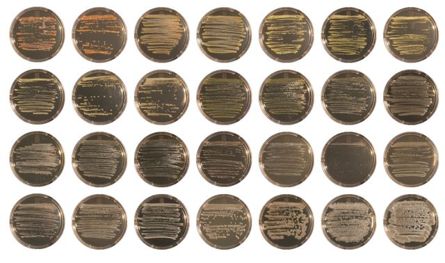 'Bacterial Encounters' 