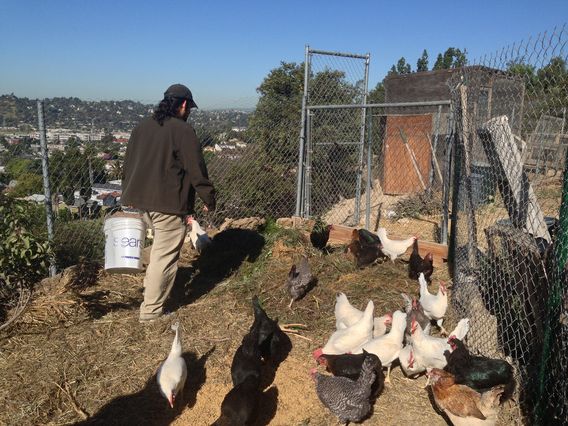 Urban agriculture in L.A.