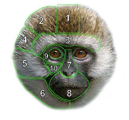 Face of a vervet monkey