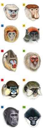 10 primate faces