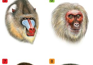 10 primate faces