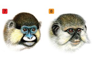 Primate faces
