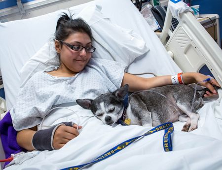 PAC dog asleep cropped