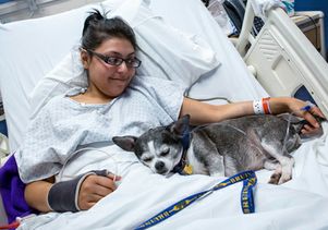 PAC dog asleep cropped