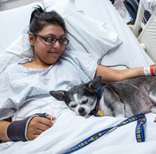 PAC dog asleep square