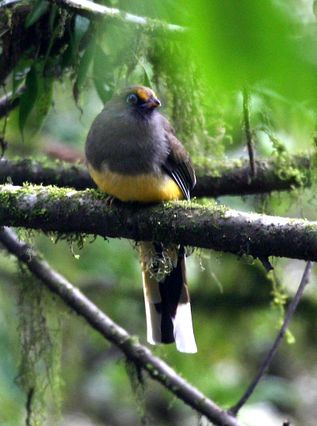 Frank Chen.2005 Ward s trogon Bhutan