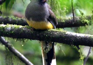 Frank Chen.2005 Ward s trogon Bhutan