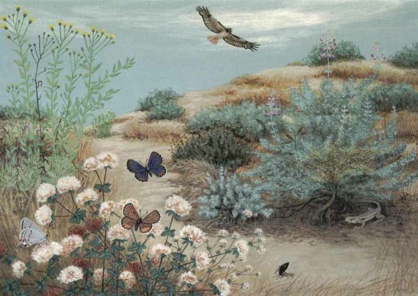 Sharon Belkin.dunes-1