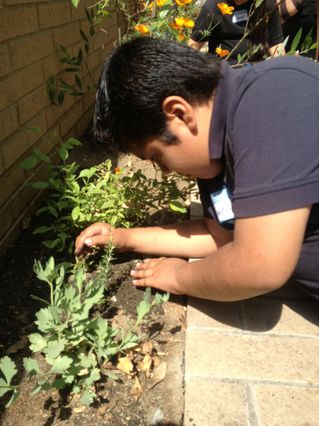 Youngster helps plant a medicinal garden at UCLA