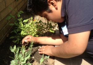 Youngster helps plant a medicinal garden at UCLA