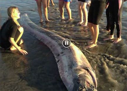oarfish