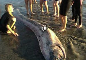 oarfish