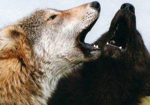 Dogs-Two wolves cropped 2 -Monty Sloan