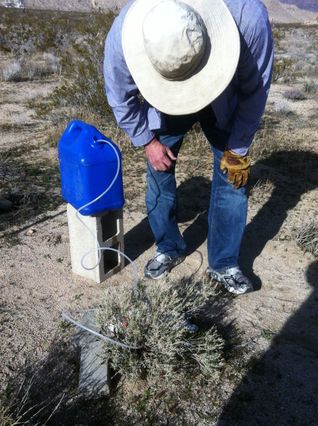 Huggins syphoning water onto milkvetch seedlings