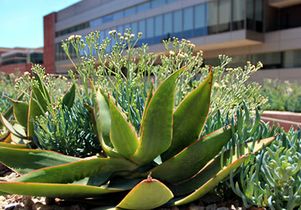 blue chalk sticks 400 px wide