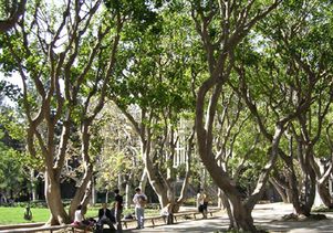 Coral Tree walk 400 px wide
