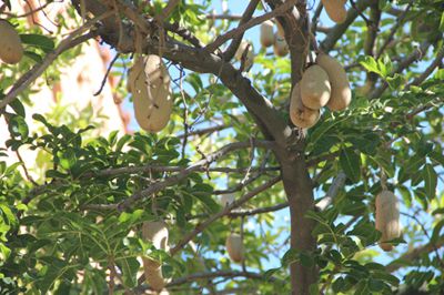 Sausage tree closeup 400 px wide