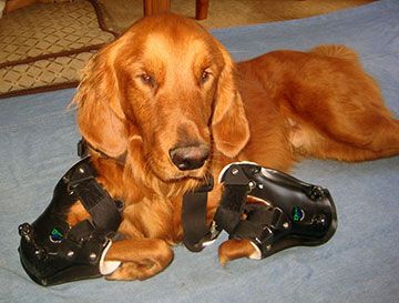 Roofus-prosthetics-Facebook