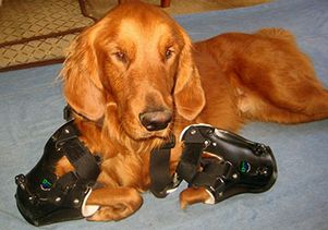 Roofus-prosthetics-Facebook