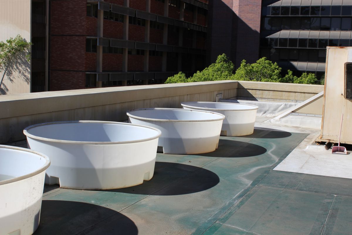 Turtle pens on the top of the Botany Building