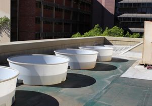 Turtle pens on the top of the Botany Building