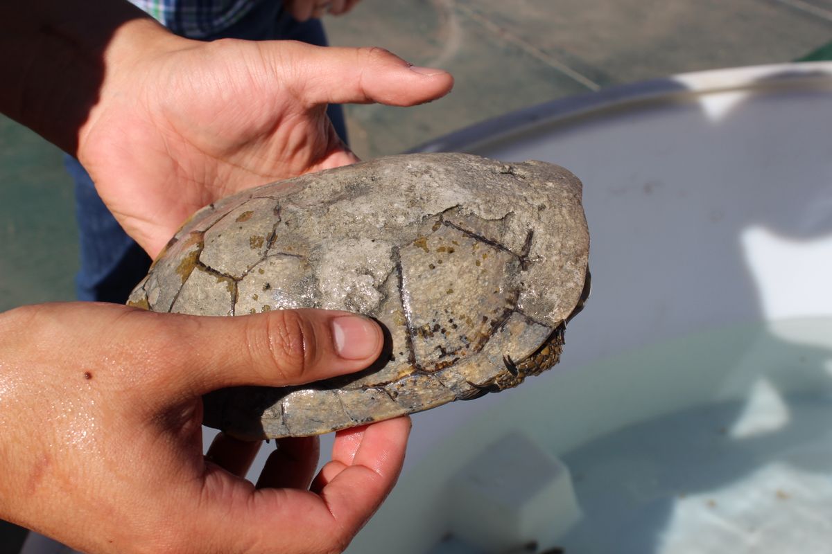 Scarred shell of a turtle from Elizabeth Lake