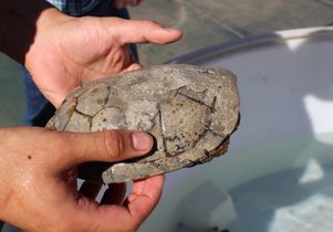 Scarred shell of a turtle from Elizabeth Lake