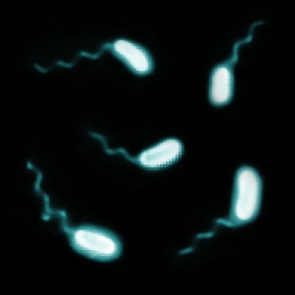 Vibrio bluish
