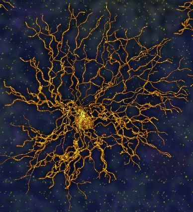 Astrocyte rendering