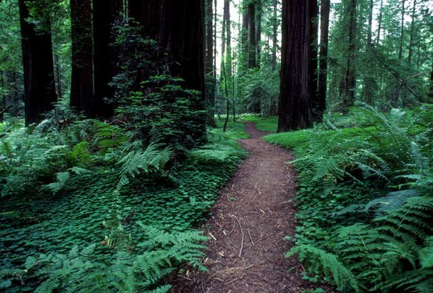 Redwoods Parks