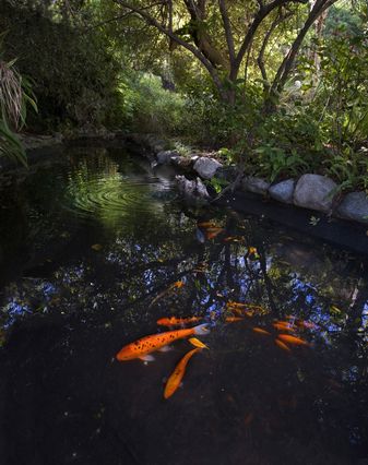 UCLA’s Mildred E. Mathias Botanical Garden