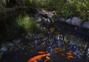 UCLA’s Mildred E. Mathias Botanical Garden