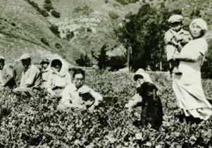 Japanese immigrants in agricultural field