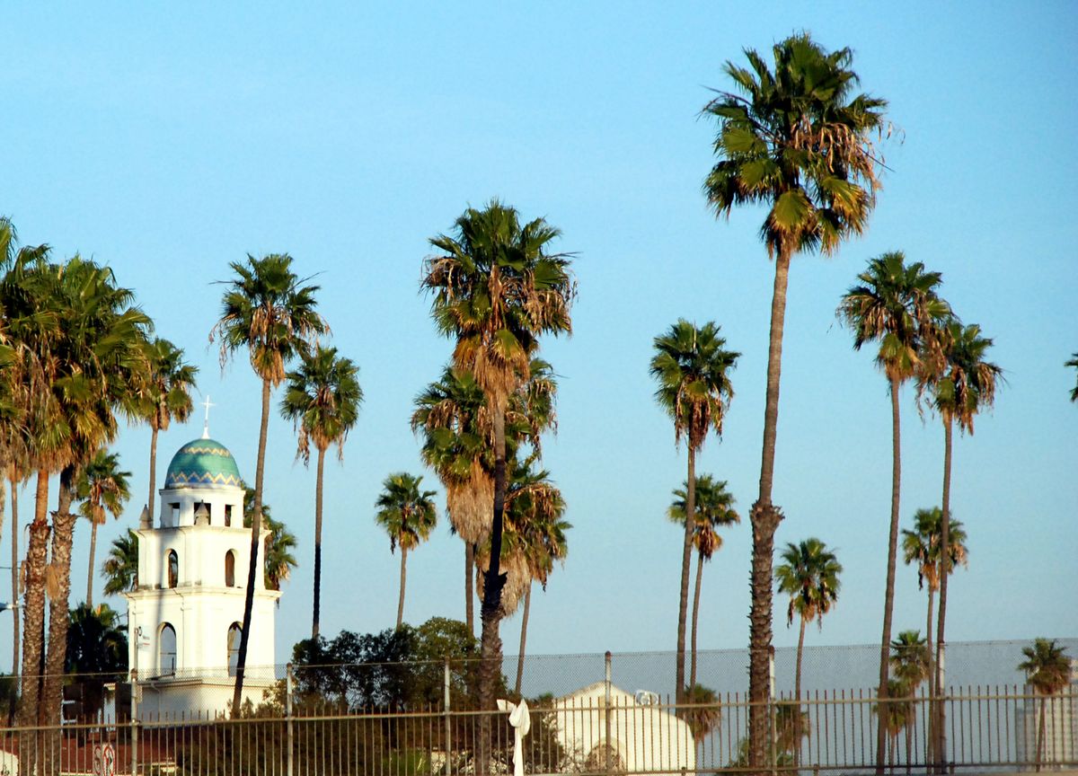Palm trees - UCLA commuter photo
