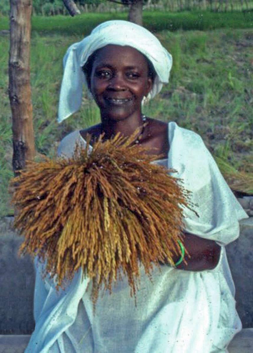 African rice photo
