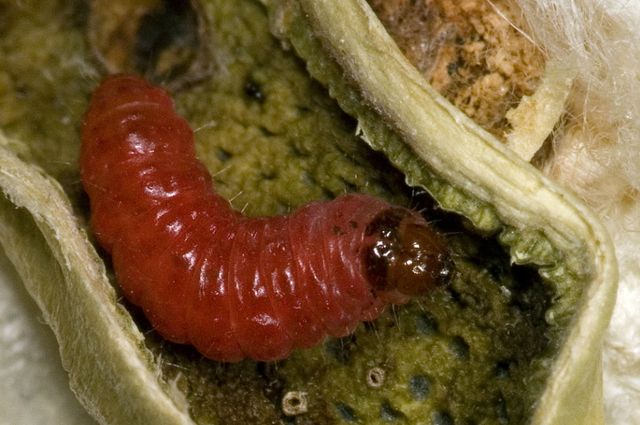 Bollworm caterpillar