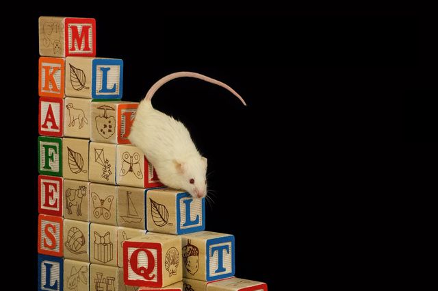 Mouse on blocks