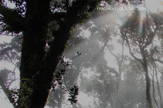 'Fragments of Extinction'