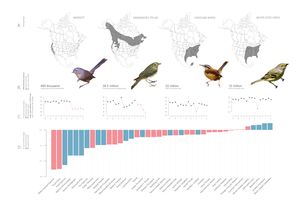 bird-map-graphic