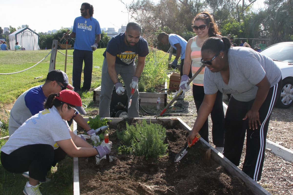 Bruin staff garden at V.A.